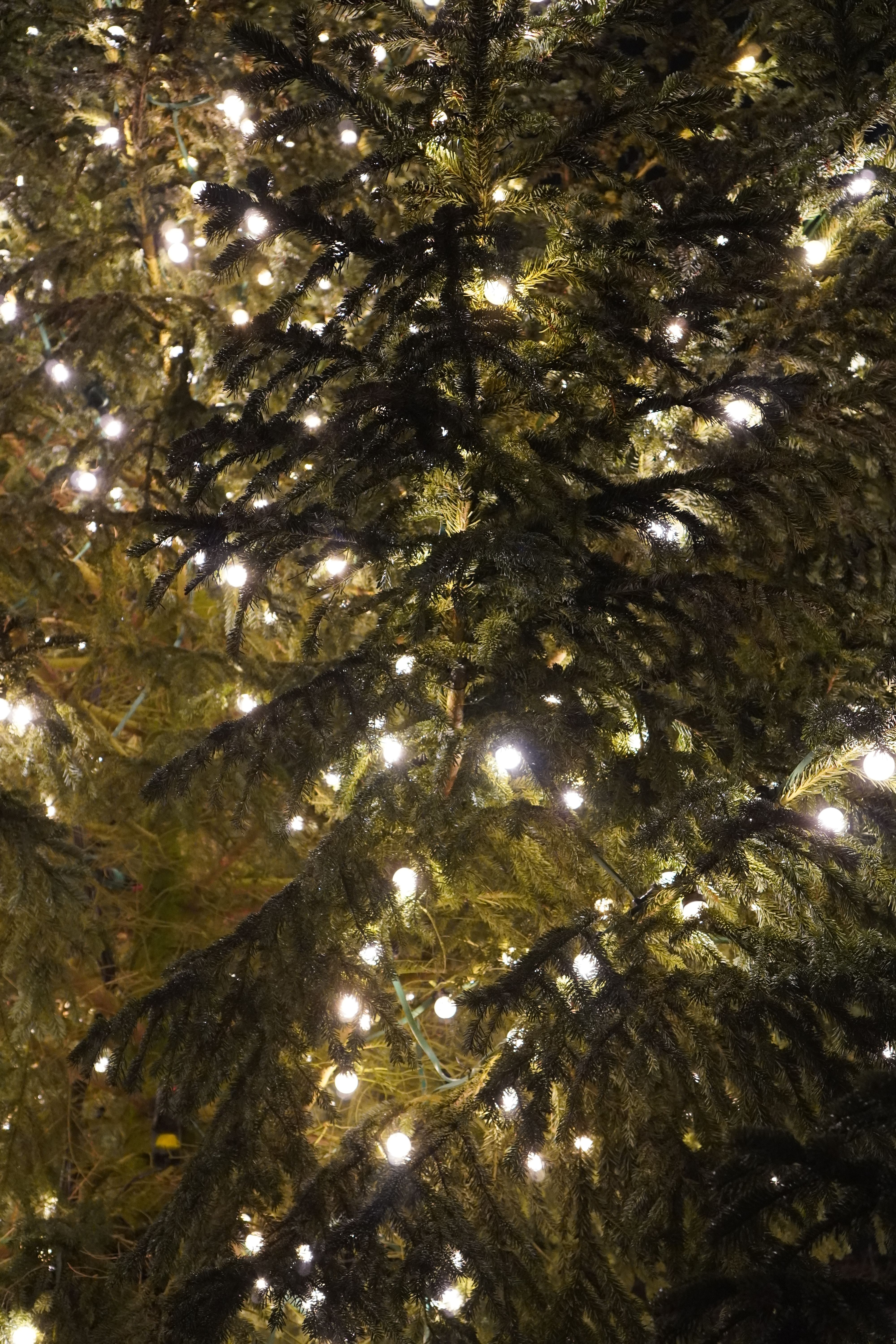 The lit Christmas tree at Ballhofplatz from below.